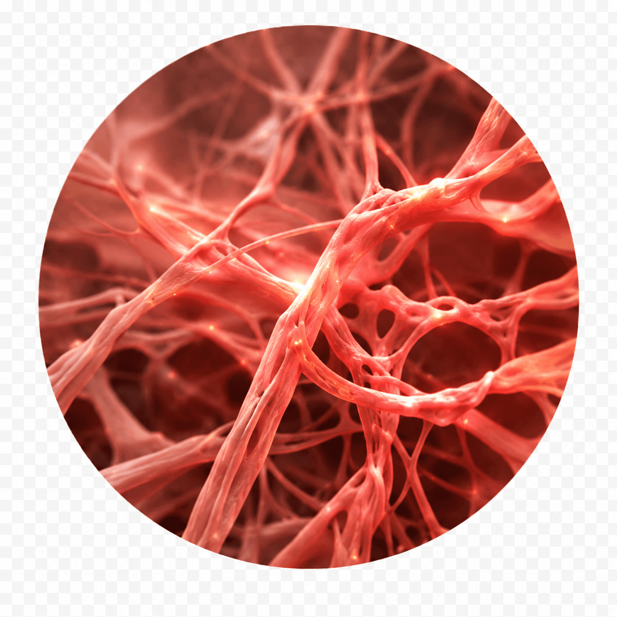 Microscopic view of collagen fibers regenerating after microneedling